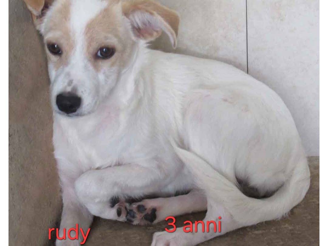 Adotta un cane, femmina, 3 anni e 8 mesi, Latina