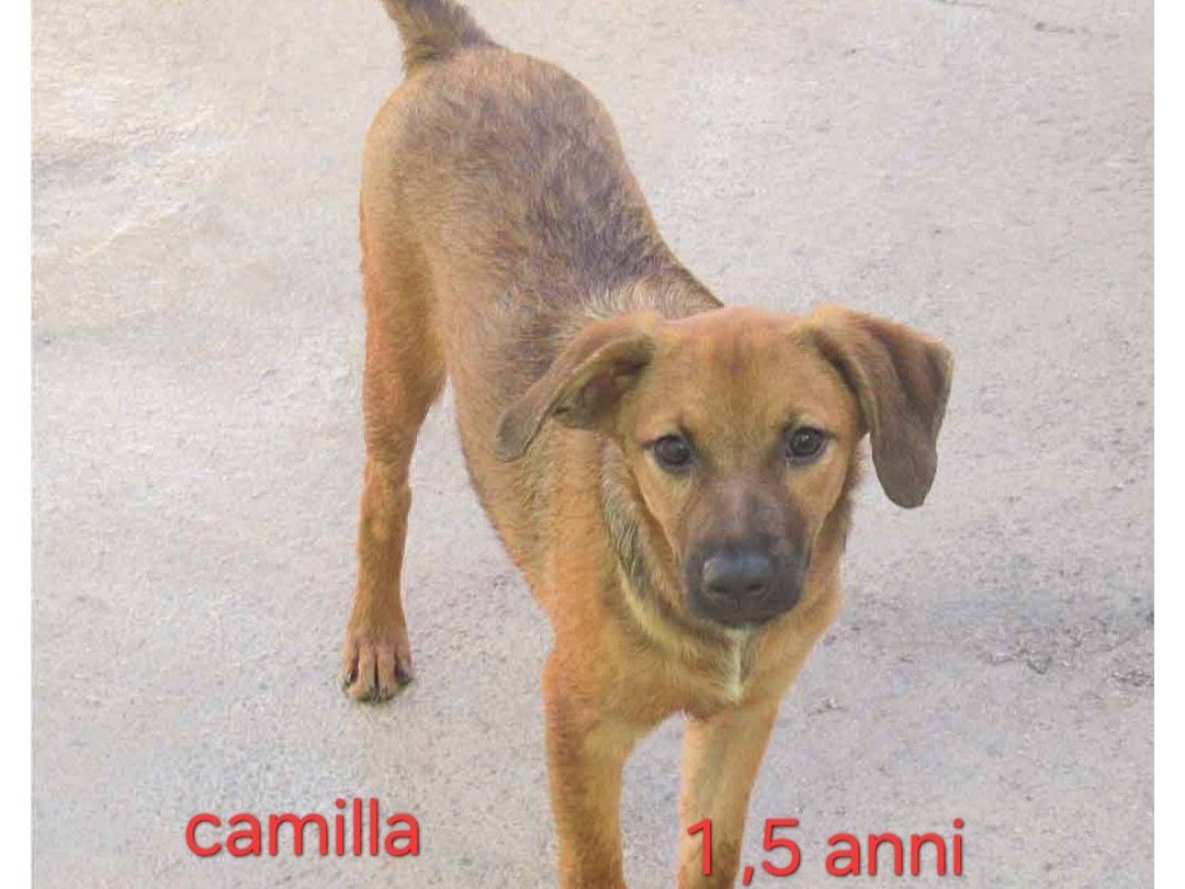 Adotta un cane, taglia piccola, femmina, Latina
