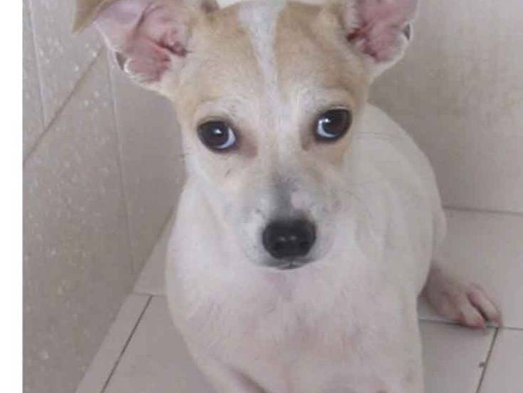 Vuoi adottare un cane a Latina?