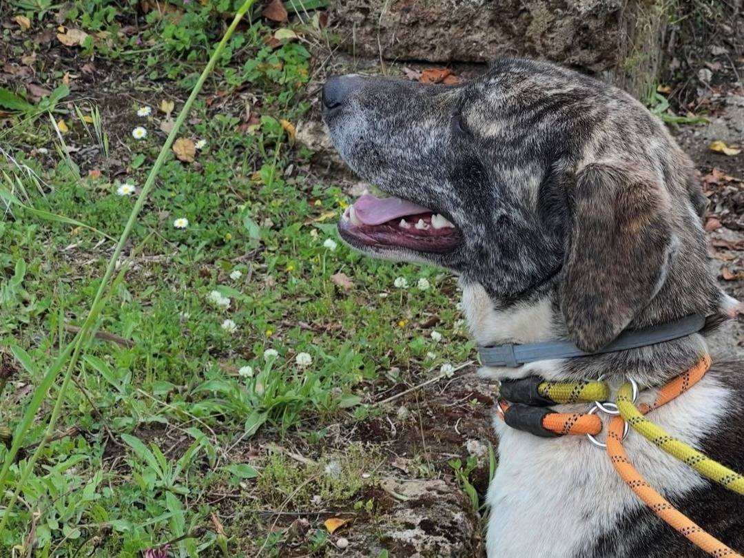 Adotta un cane, femmina, 2 anni e 7 mesi, Roma