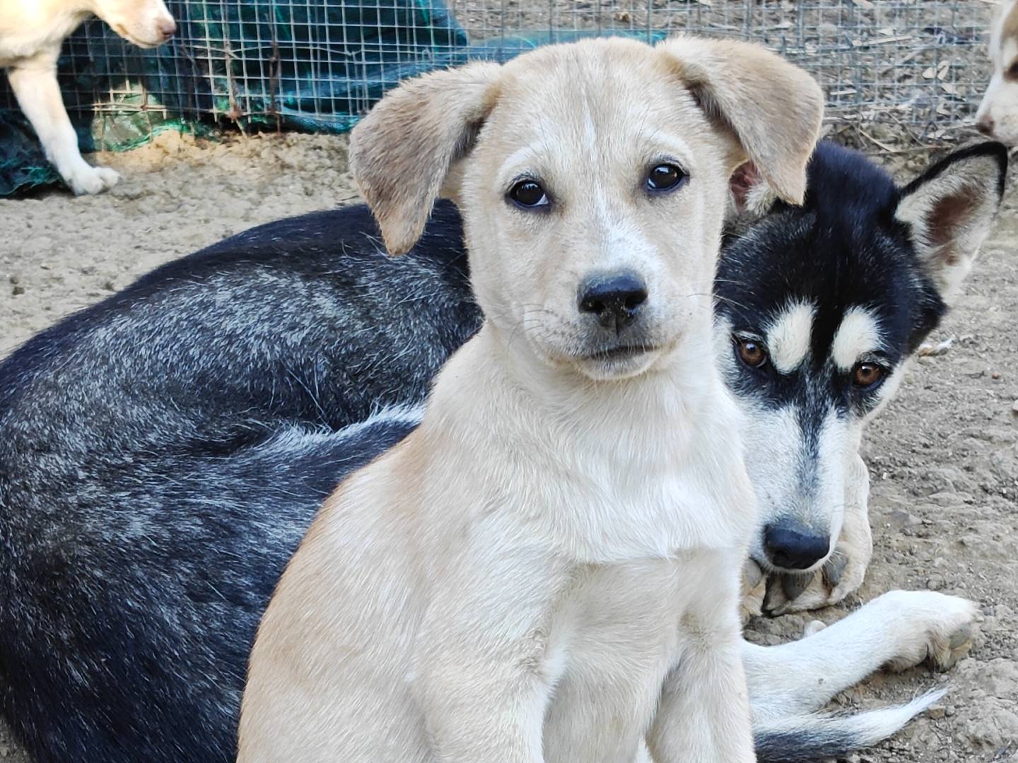 Adozione cane, femmina, Razza sconosciuta Razza sconosciuta, 3 mesi, taglia media, Trapani