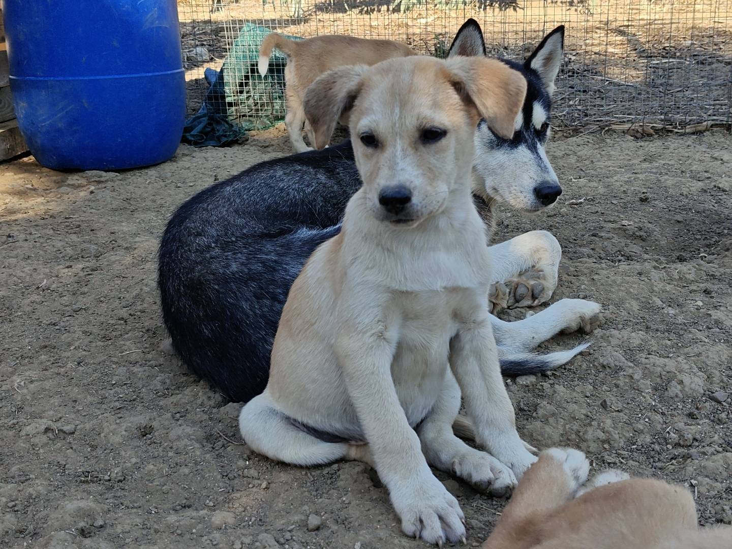 Adotta un cane, femmina, 3 mesi, Trapani