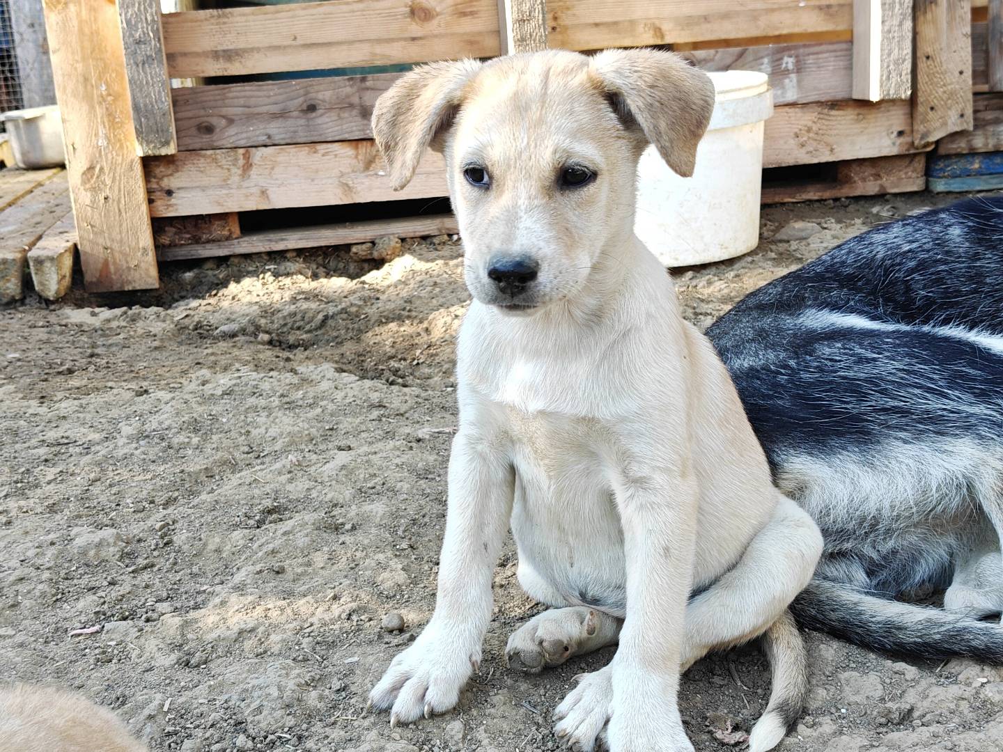 Adotta un cane, taglia media, femmina, Trapani