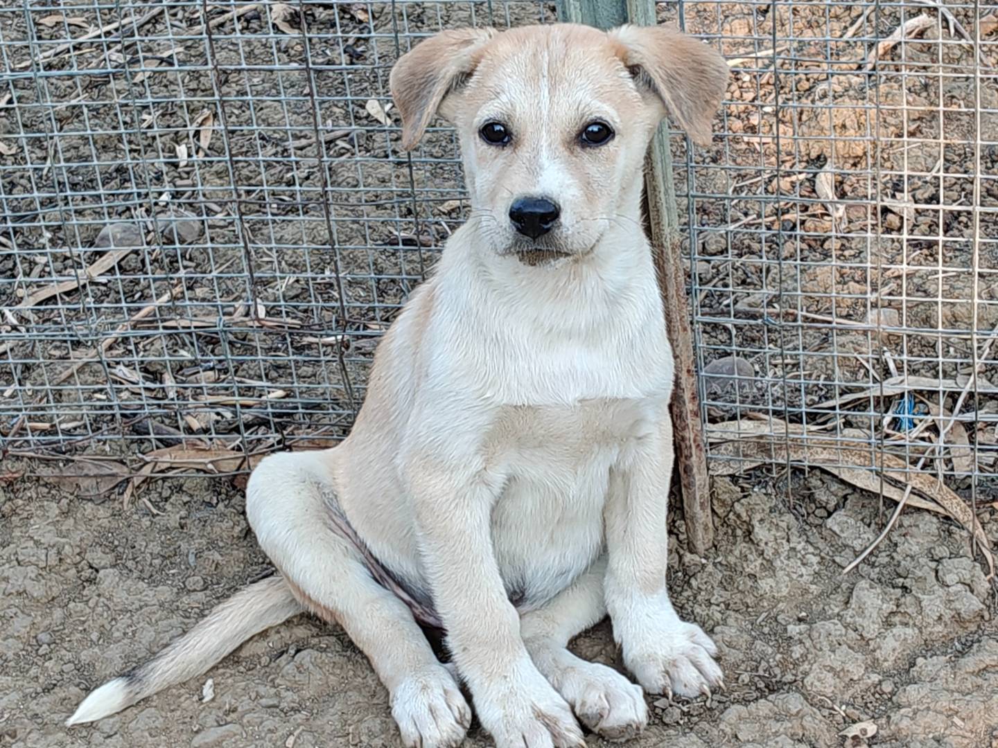 Vuoi adottare un cane a Trapani?