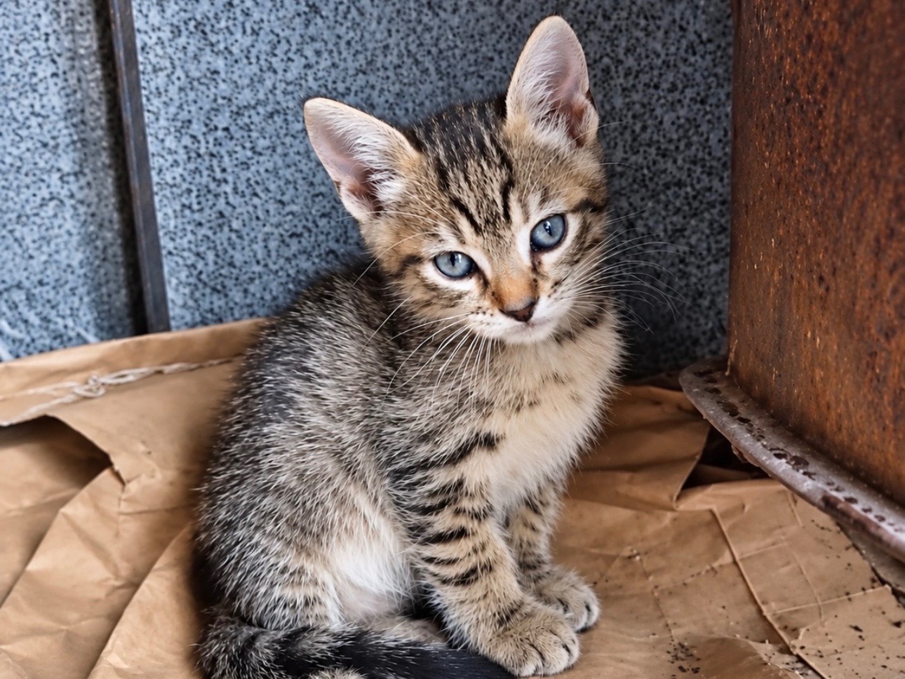 Adozione gatto, femmina, Razza sconosciuta Razza sconosciuta, 2 mesi, taglia non valida, Milano