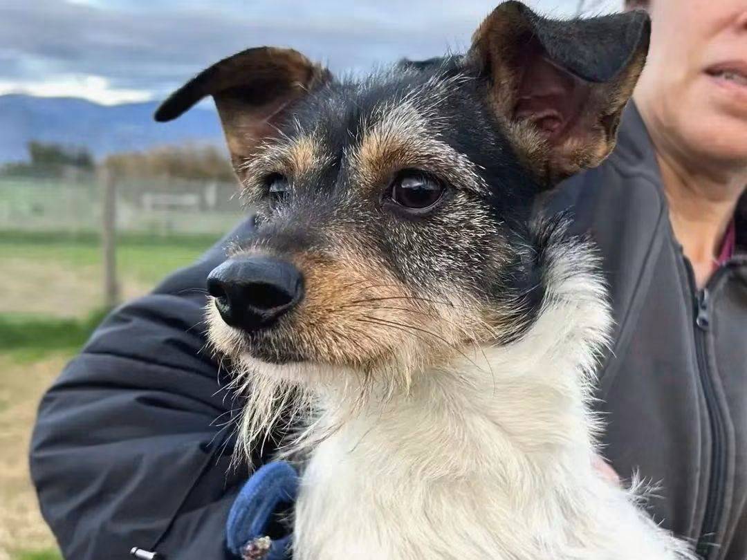 Adozione cane, femmina, Razza sconosciuta Razza sconosciuta, 2 anni, taglia piccola, Latina