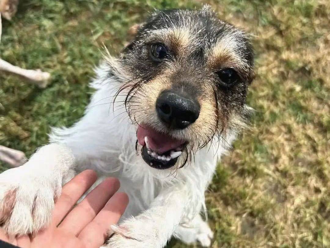 Adotta un cane, femmina, 2 anni, Latina