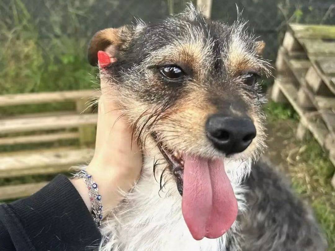 Adotta un cane, taglia piccola, femmina, Latina