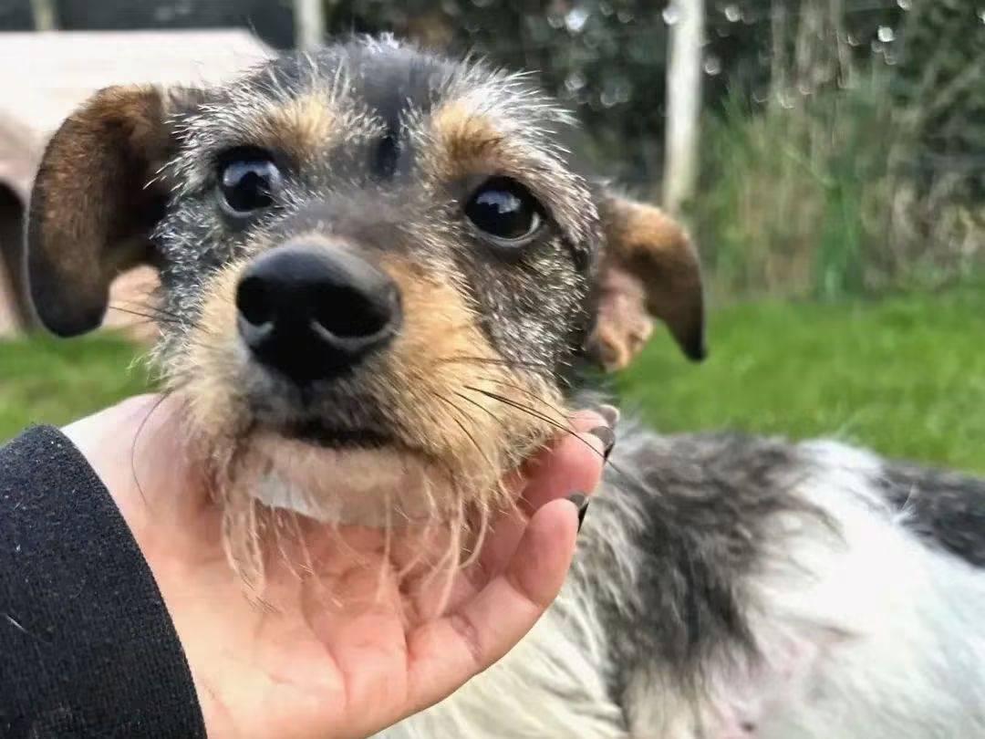 Vuoi adottare un cane a Latina?