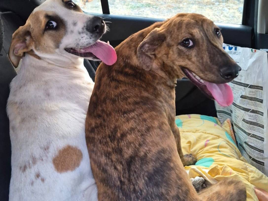 Adozione cane, femmina, Razza sconosciuta Razza sconosciuta, 7 mesi, taglia media, Catania