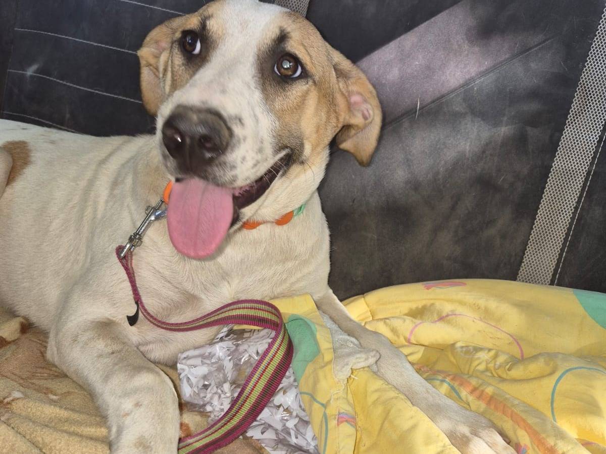 Adotta un cane, femmina, 7 mesi, Catania