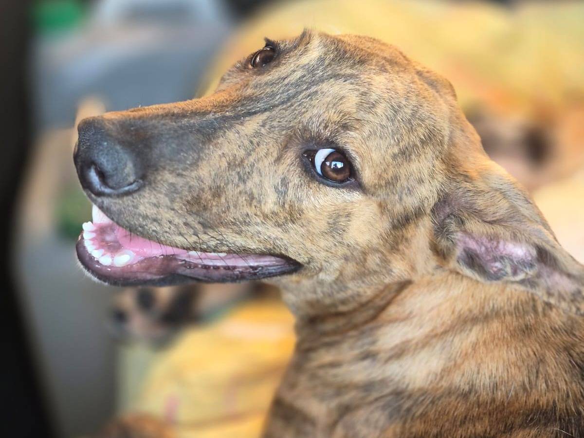 Adotta un cane, taglia media, femmina, Catania