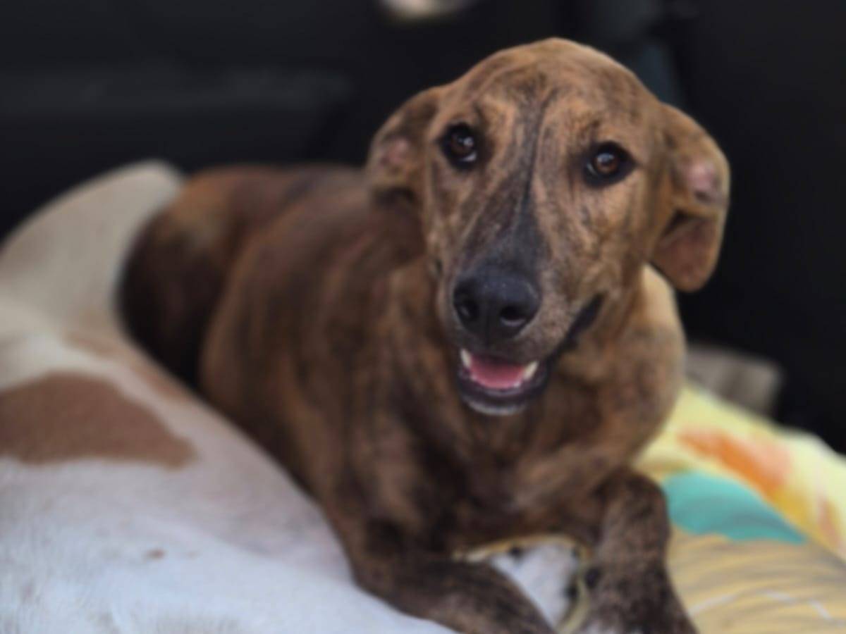 Vuoi adottare un cane a Catania?