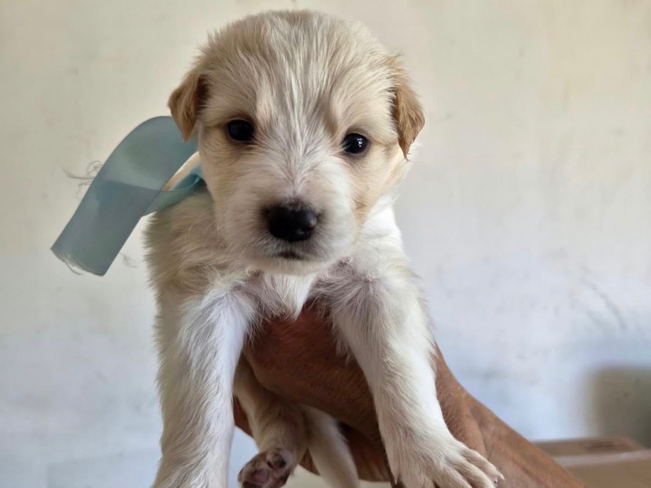 Adozione cane, maschio, Razza sconosciuta Razza sconosciuta, 2 mesi, taglia media, Avellino