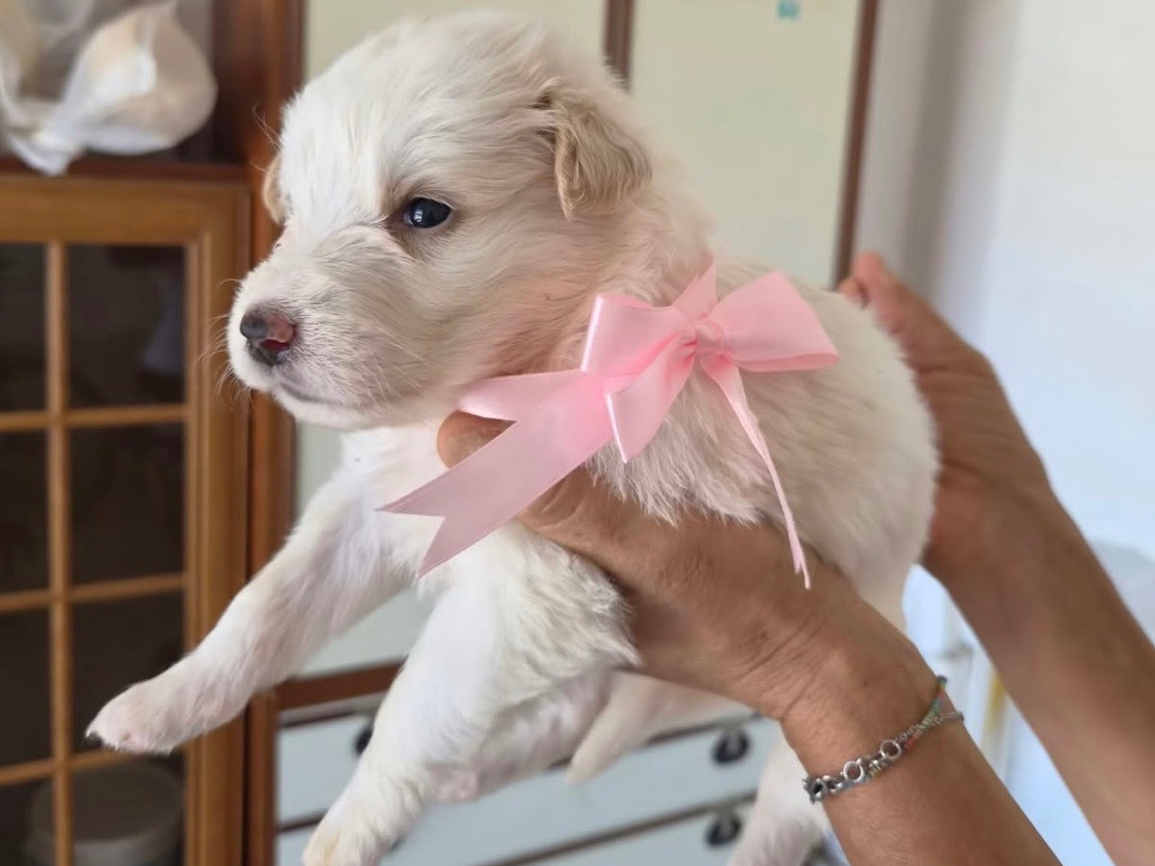 Adozione cane, femmina, Razza sconosciuta Razza sconosciuta, 1 anno e 2 mesi, taglia media, Avellino