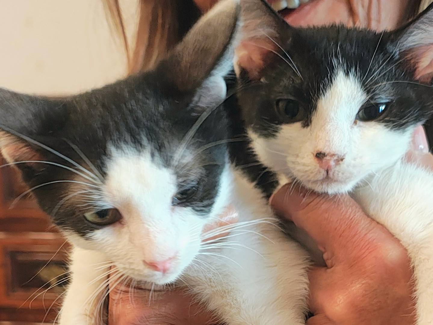 Adozione gatto, maschio, Razza sconosciuta Razza sconosciuta, 3 mesi, taglia non valida, Bari
