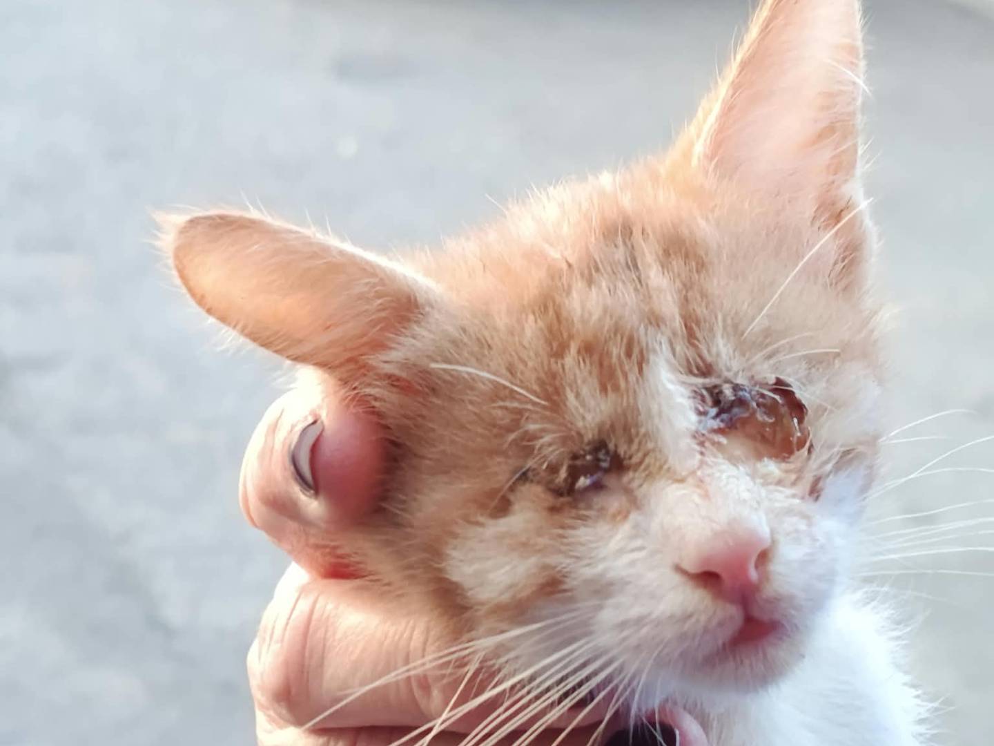 Adozione gatto, maschio, Razza sconosciuta Razza sconosciuta, 5 mesi, taglia non valida, Brescia
