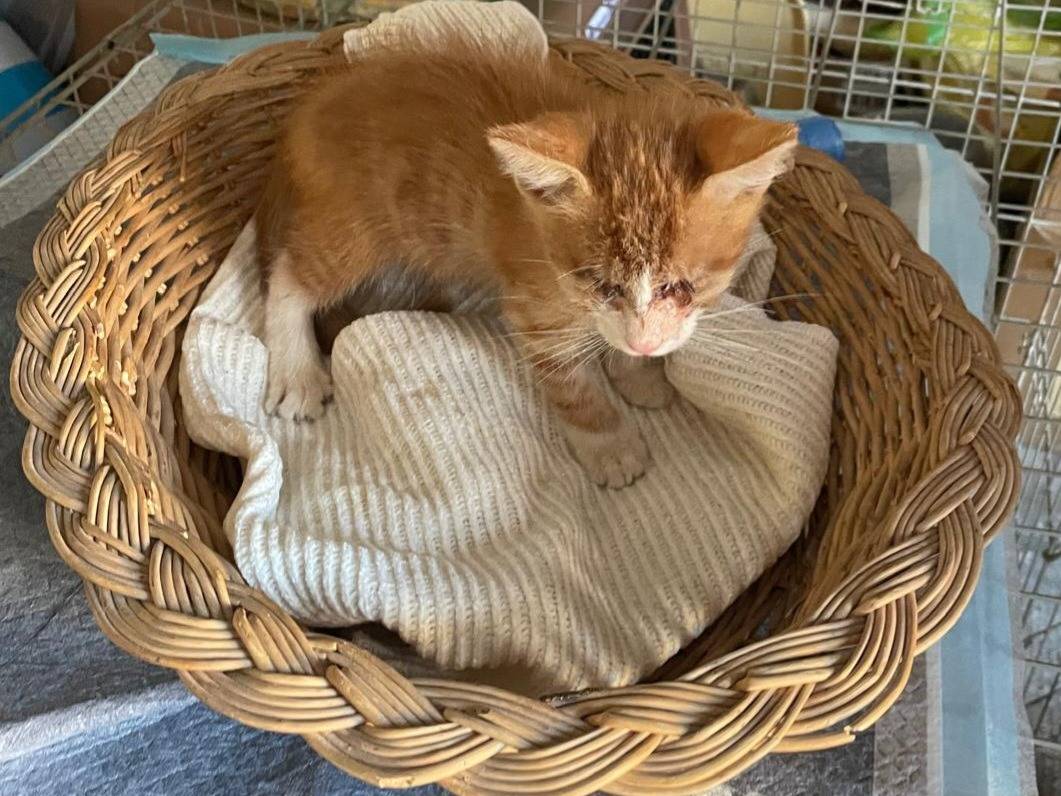 Adotta un gatto, maschio, 5 mesi, Brescia