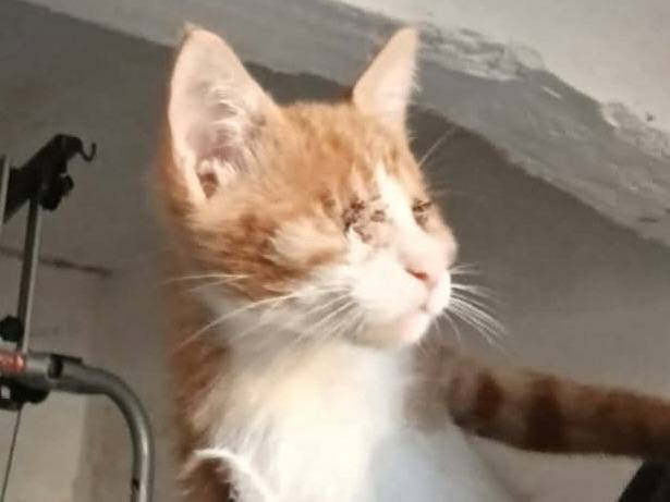 Vuoi adottare un gatto a Brescia?
