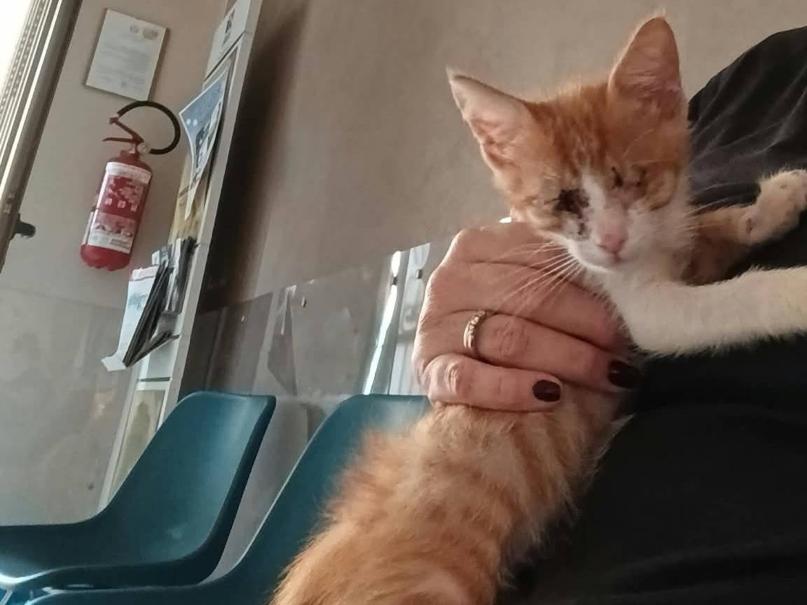Adotta il gatto ROMEO a Brescia