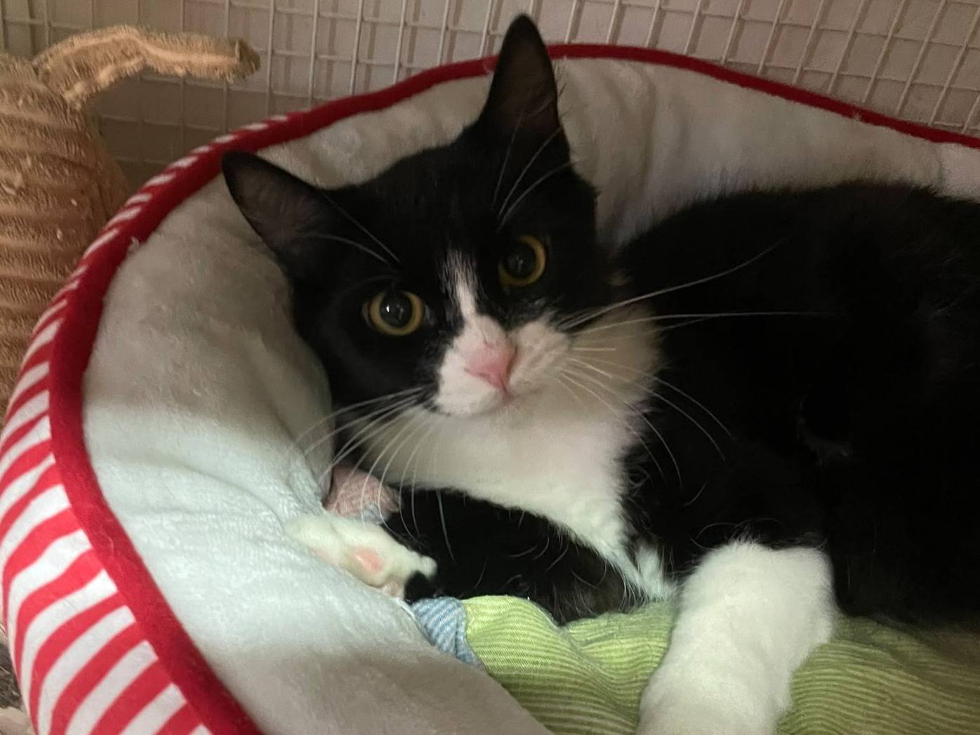 Adozione gatto, maschio, Razza sconosciuta Razza sconosciuta, 7 mesi, taglia non valida, Milano