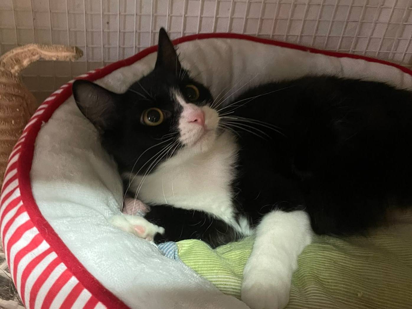 Adotta un gatto, maschio, 7 mesi, Milano