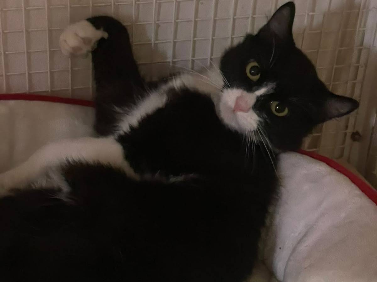 Adotta un gatto, taglia non valida, maschio, Milano