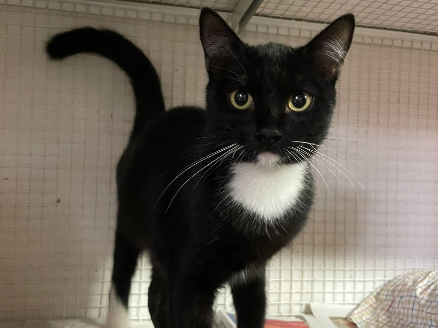 Adozione gatto, maschio, Razza sconosciuta Razza sconosciuta, 7 mesi, taglia non valida, Milano