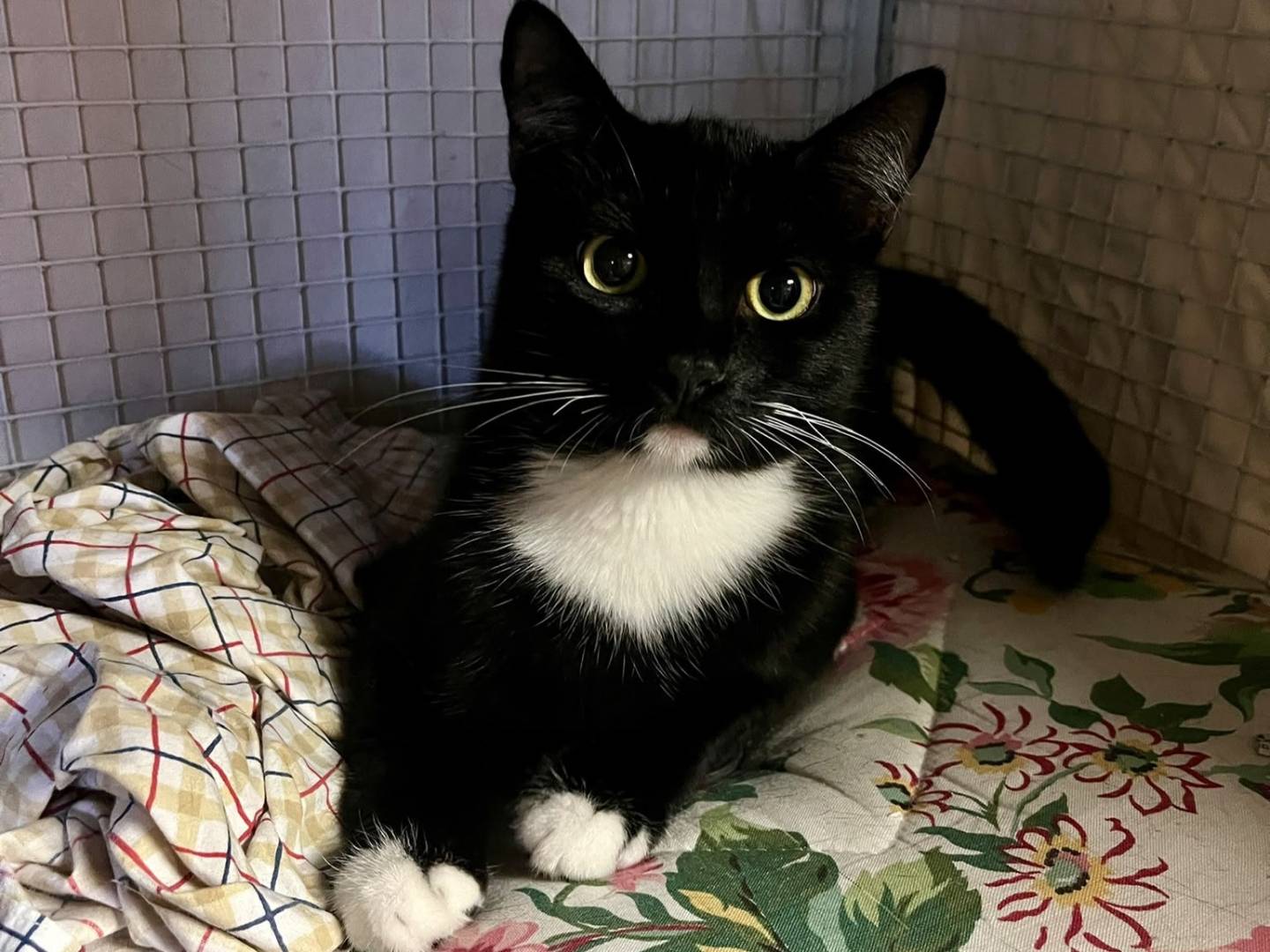 Adotta un gatto, taglia non valida, maschio, Milano