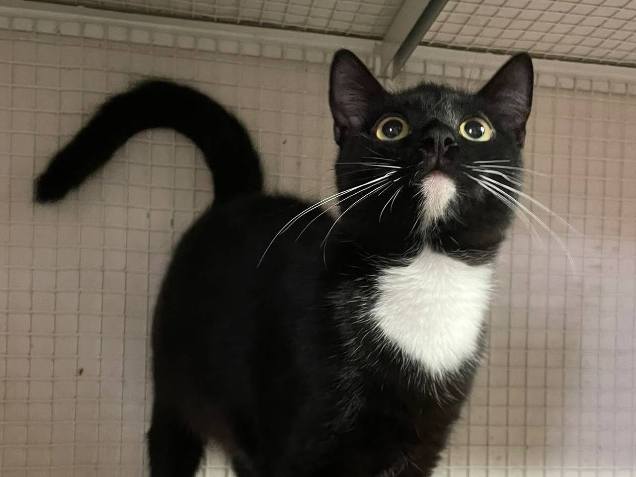 Adotta un gatto, maschio, 7 mesi, Milano