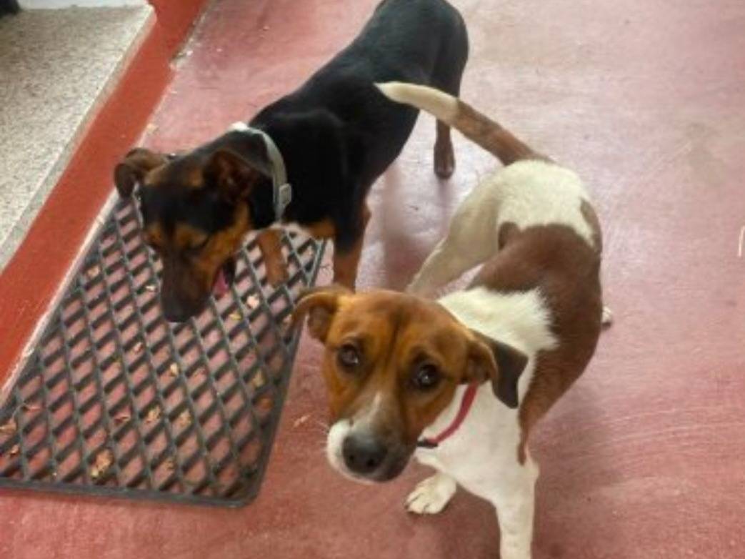 Adotta un cane, maschio, 1 anno e 2 mesi, Nuoro