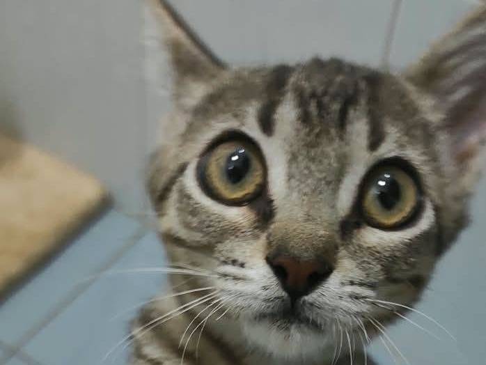 Adozione gatto, maschio, Razza sconosciuta Razza sconosciuta, 4 mesi, taglia non valida, Brescia
