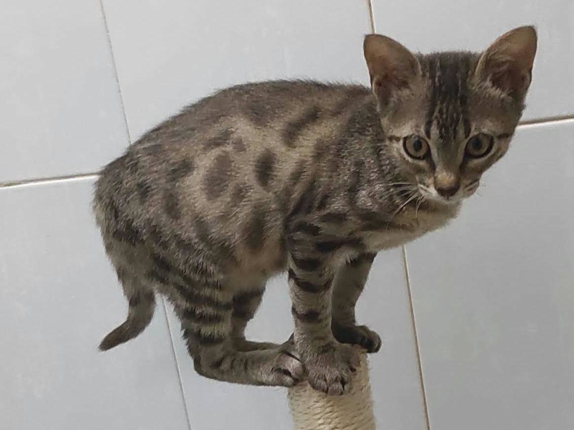 Adotta un gatto, maschio, 4 mesi, Brescia