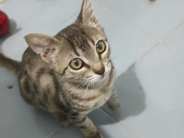 Adotta un gatto, taglia non valida, maschio, Brescia