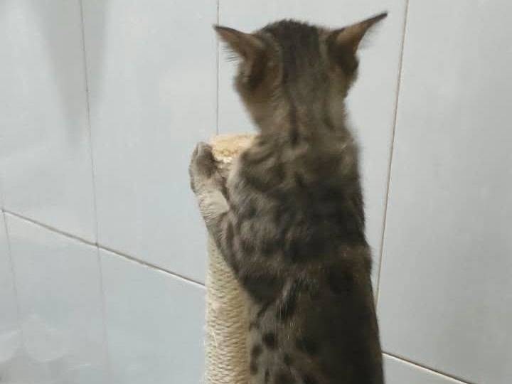 Vuoi adottare un gatto a Brescia?