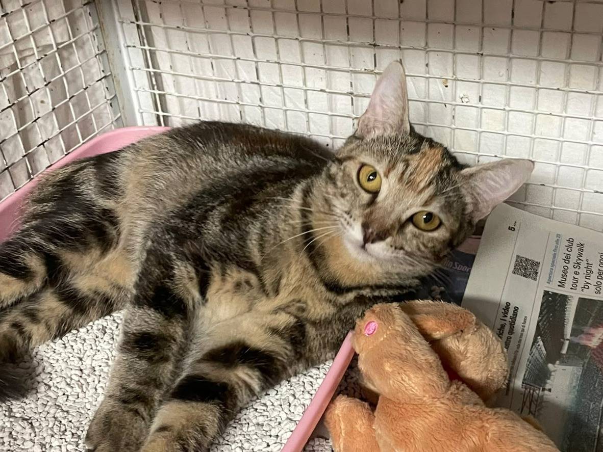 Adozione gatto, femmina, Razza sconosciuta Razza sconosciuta, 7 mesi, taglia non valida, Milano