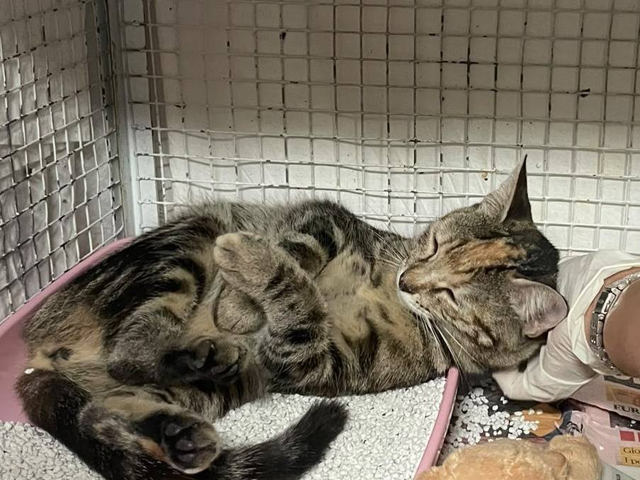 Adotta un gatto, femmina, 7 mesi, Milano