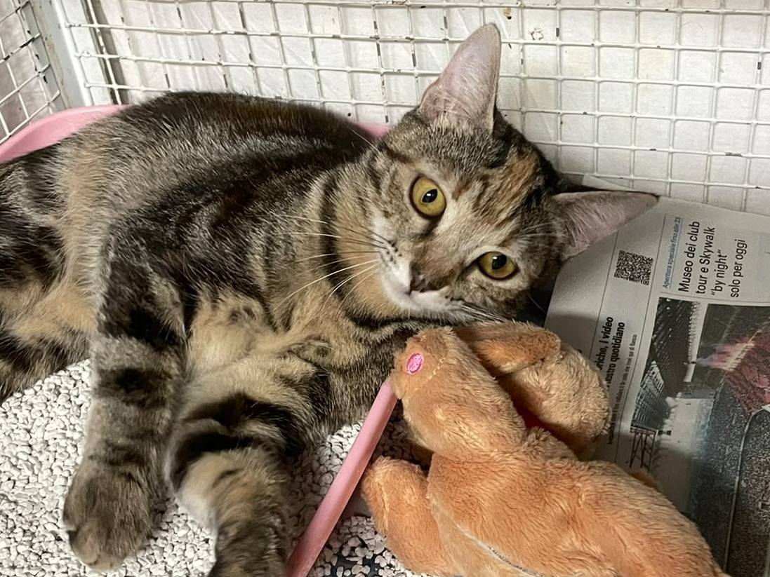 Adotta un gatto, taglia non valida, femmina, Milano