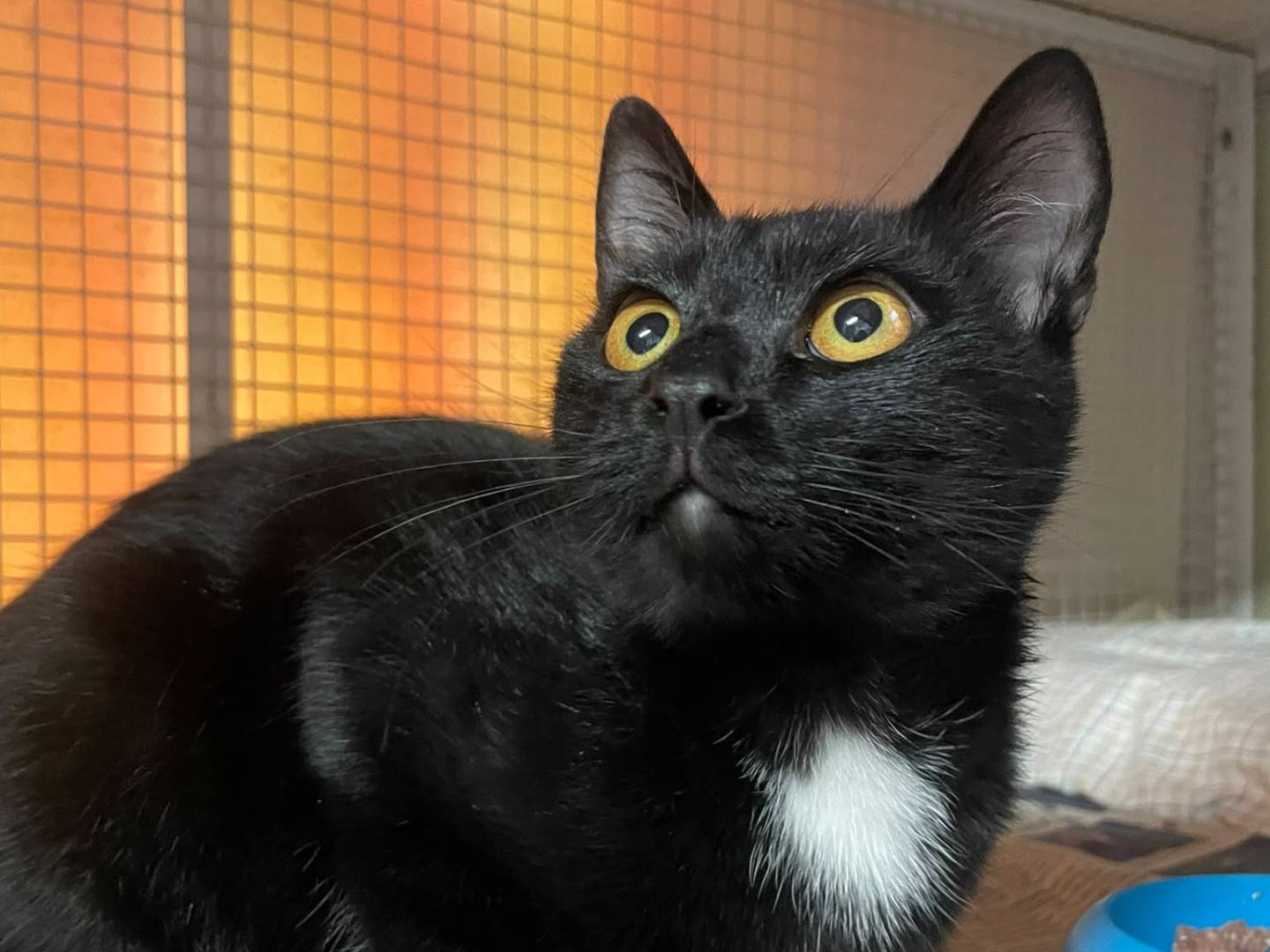 Adozione gatto, maschio, Razza sconosciuta Razza sconosciuta, 7 mesi, taglia non valida, Milano