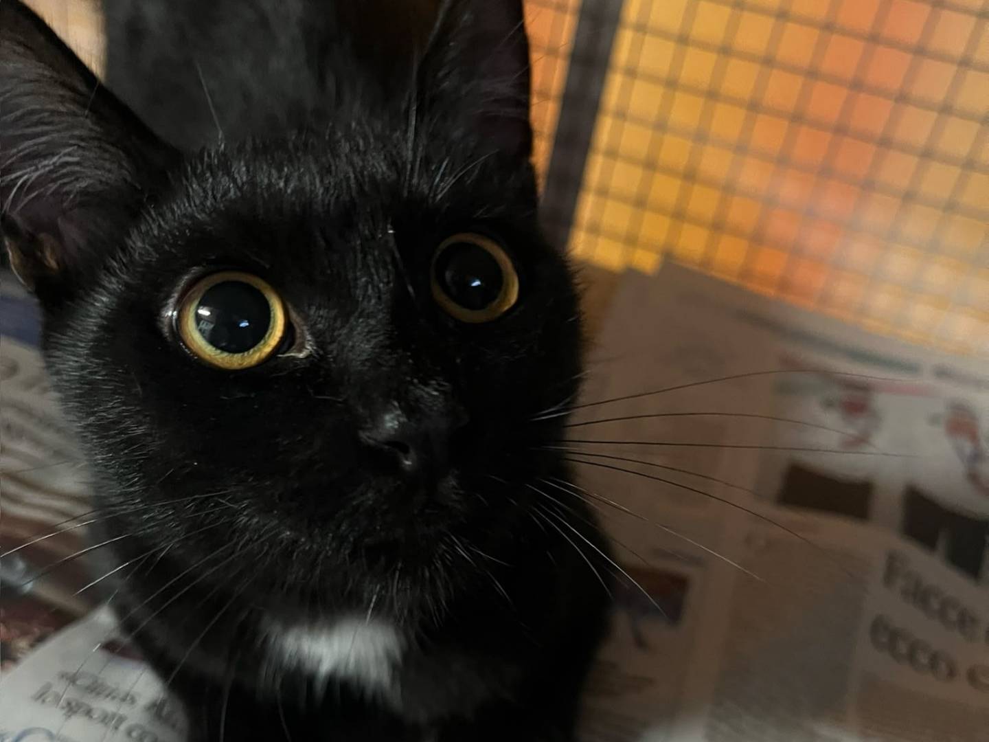 Adotta un gatto, maschio, 7 mesi, Milano
