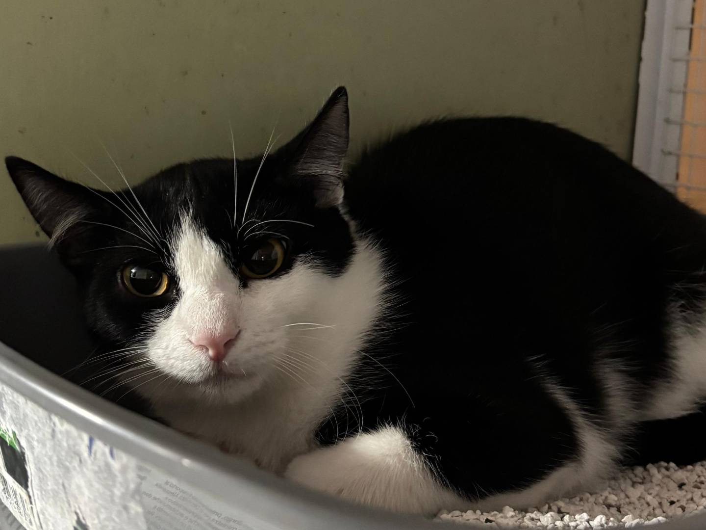Adozione gatto, maschio, Razza sconosciuta Razza sconosciuta, 7 mesi, taglia non valida, Milano