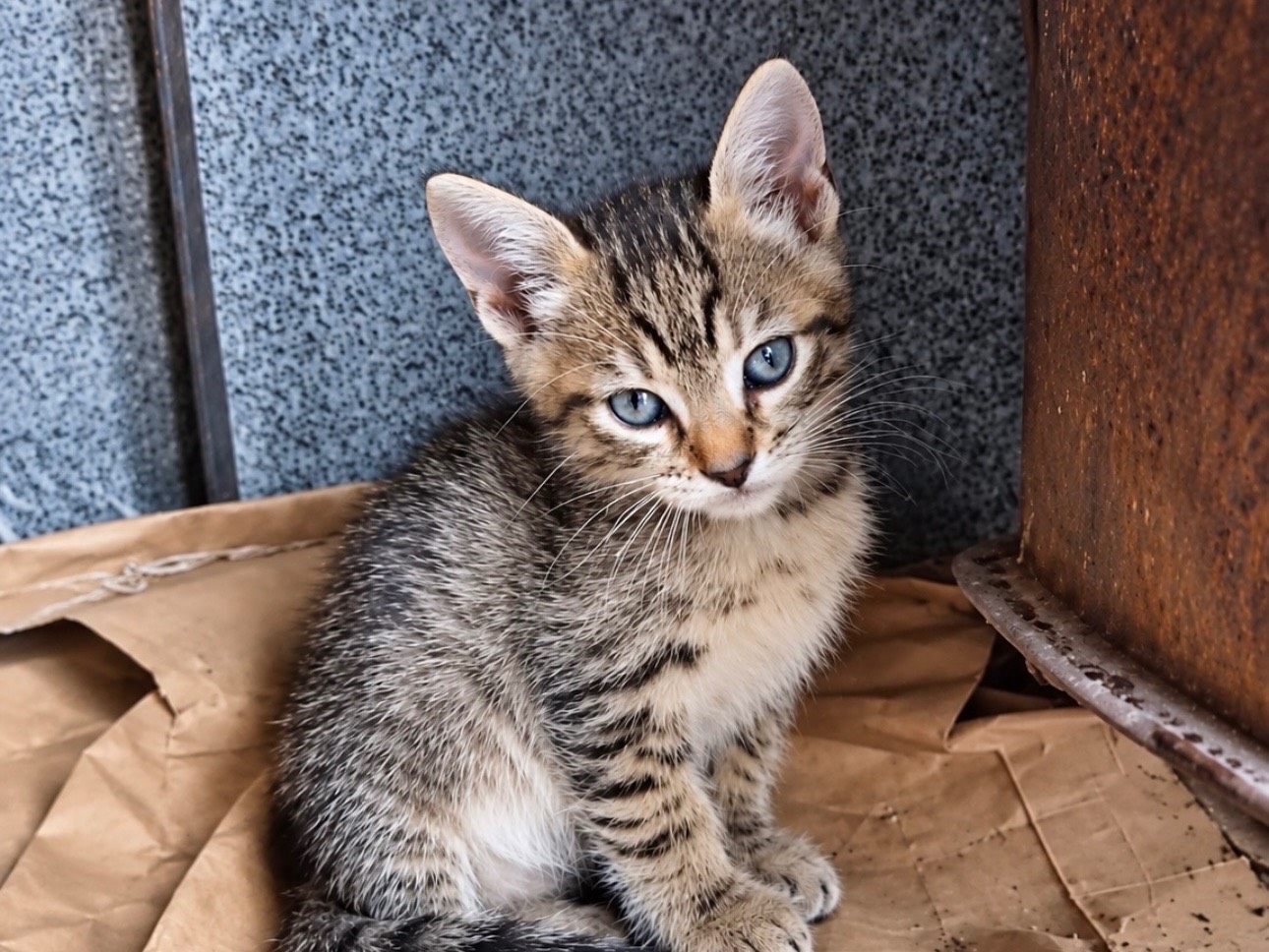 Adozione gatto, maschio, Razza sconosciuta Razza sconosciuta, 2 mesi, taglia non valida, Firenze