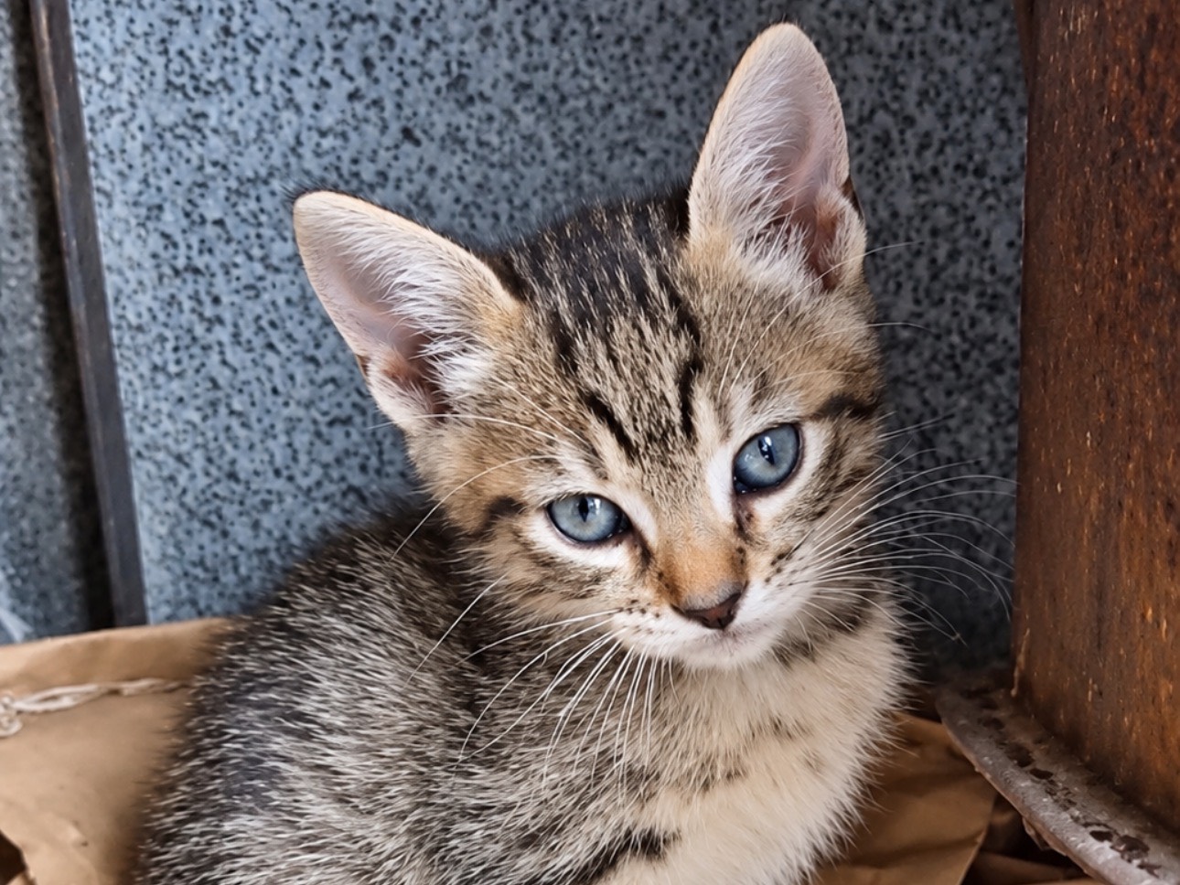 Adotta un gatto, maschio, 2 mesi, Firenze