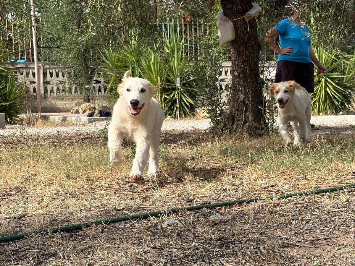 Vuoi adottare un cane a Verona?