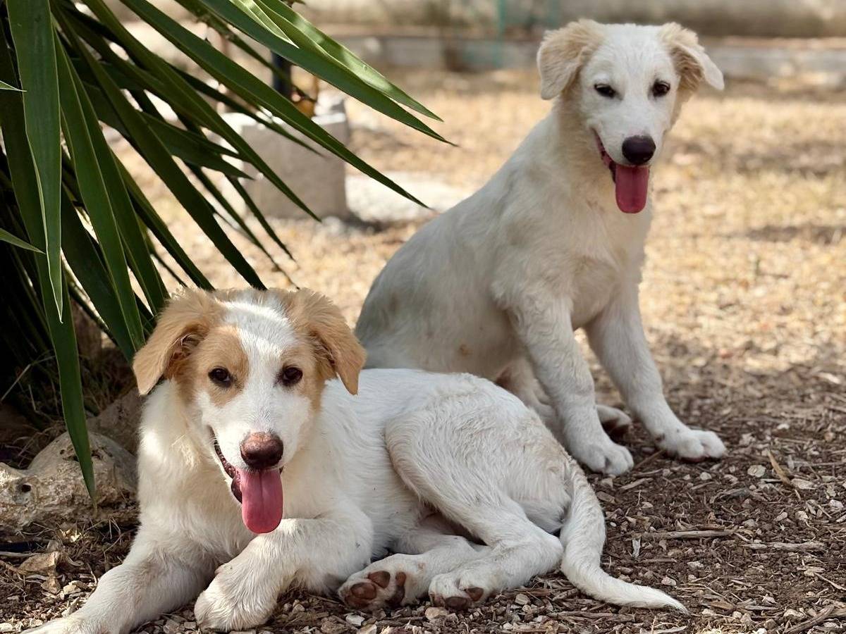 Adotta il cane ALEX a Verona