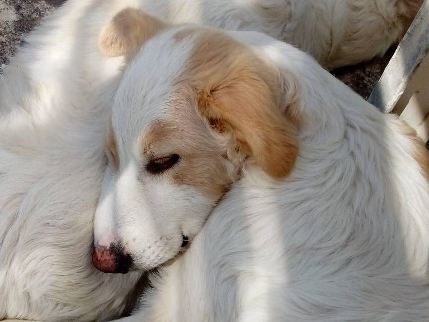 Adotta un cane, maschio, 5 mesi, Como