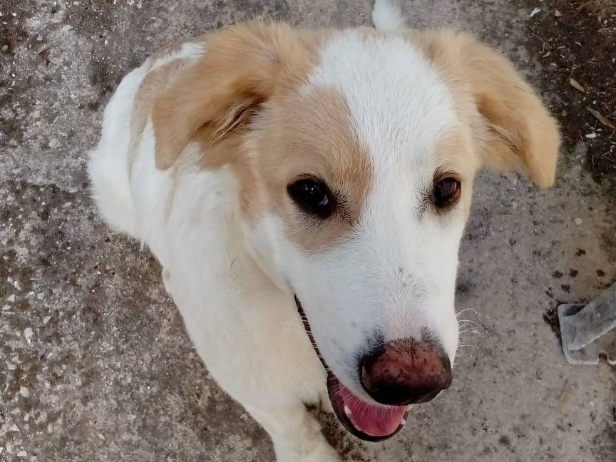 Adotta un cane, taglia media, maschio, Como