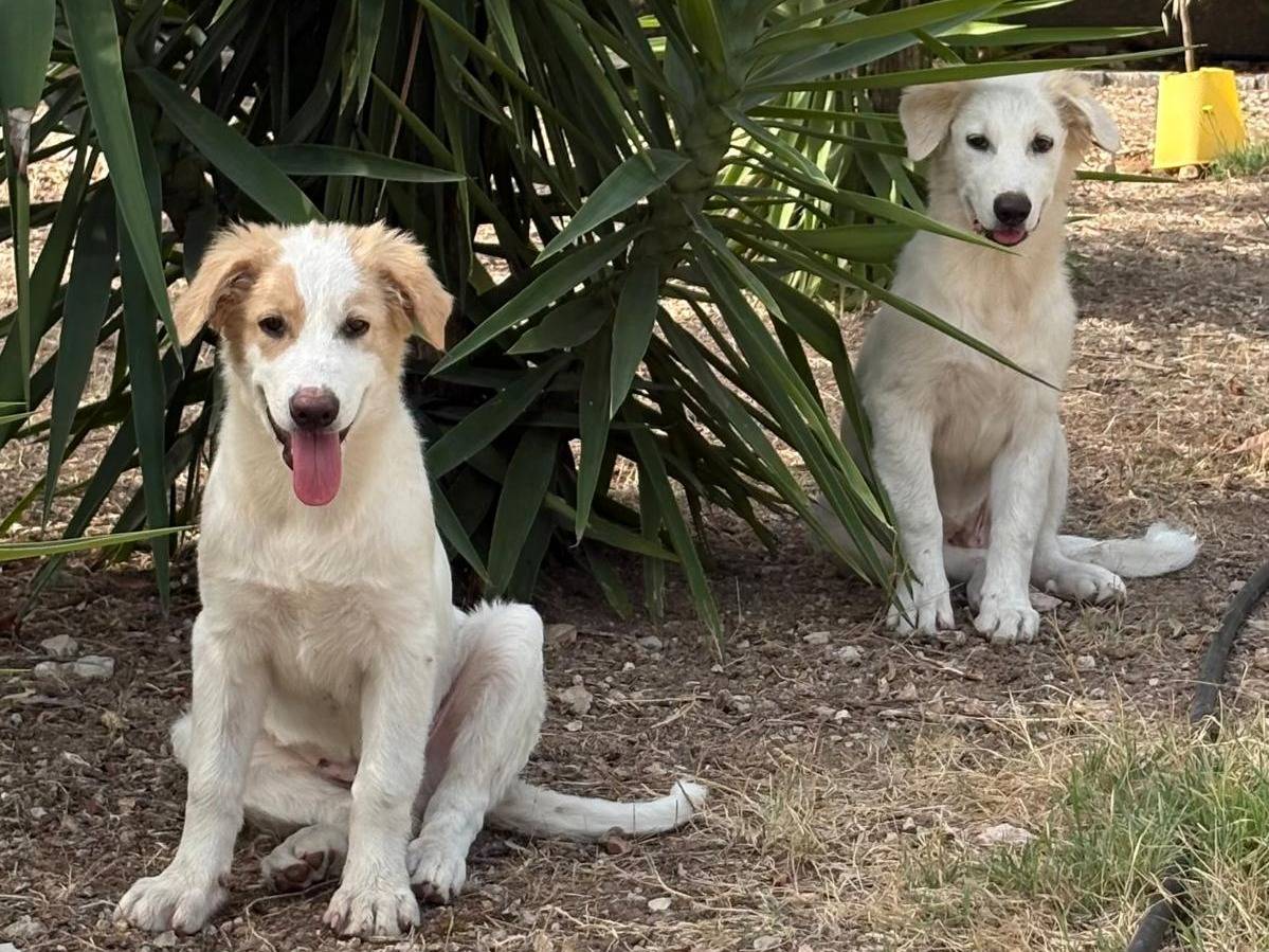 Adotta il cane FRANZ a Como