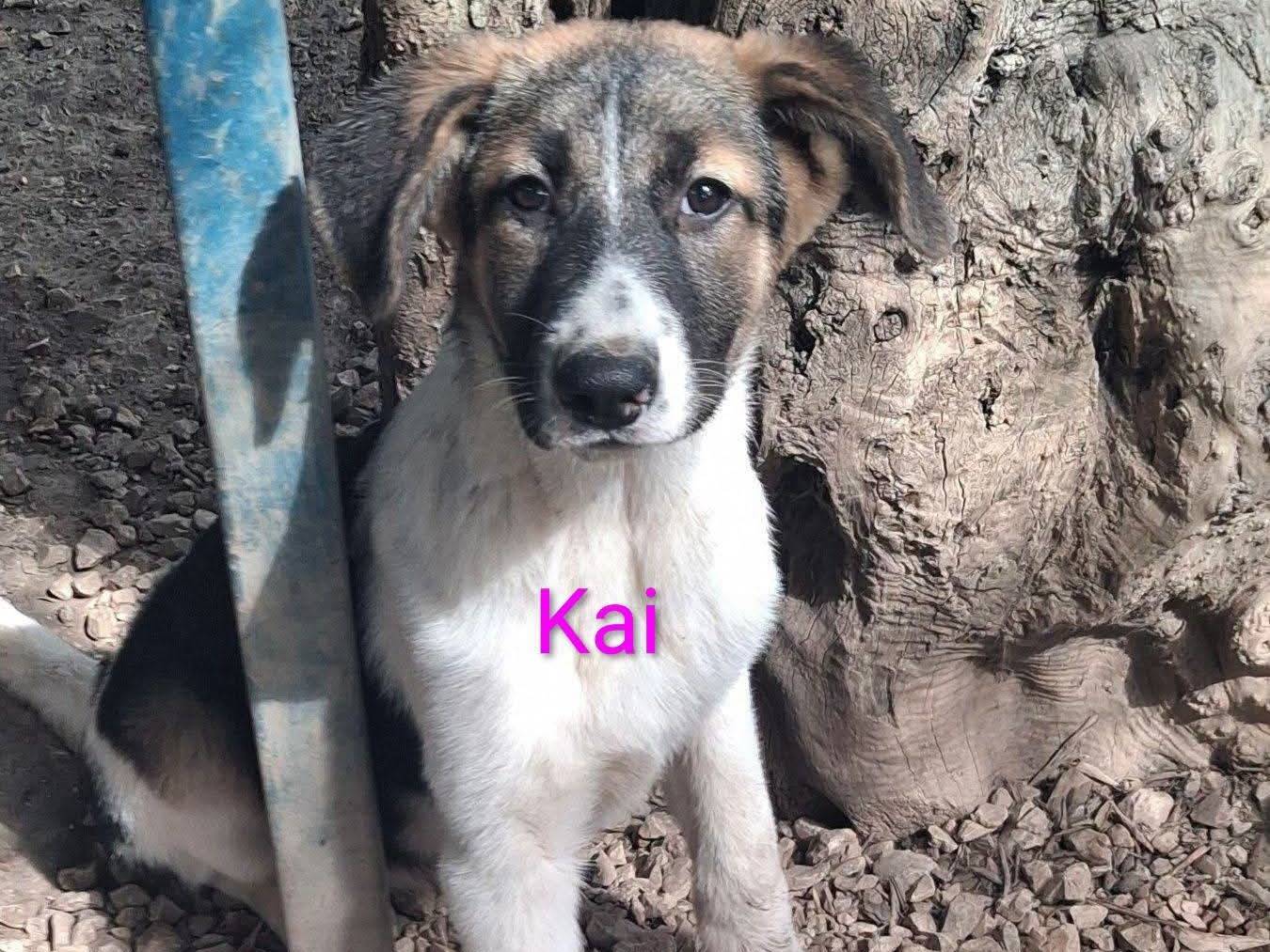 Adozione cane, femmina, Razza sconosciuta Razza sconosciuta, 4 mesi, taglia media, Milano