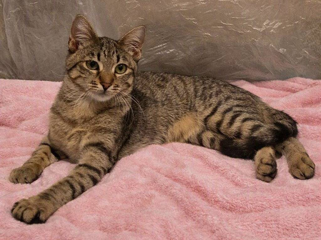 Adozione gatto, femmina, Razza sconosciuta Razza sconosciuta, 4 mesi, taglia non valida, Parma